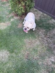 Found/Stray Male Dog last seen Simonton Rd between New Hope and Grayson Hwy, Lawrenceville, GA 30045