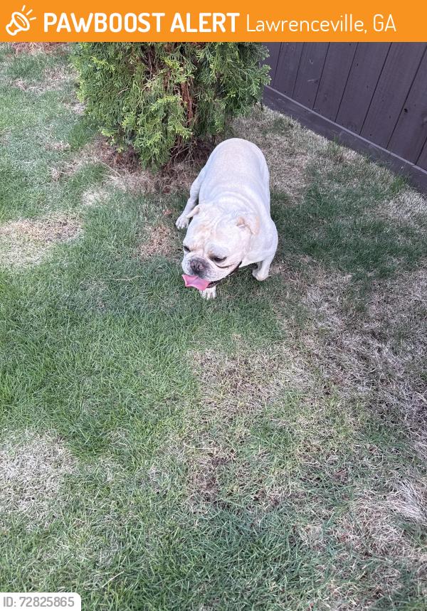 Found/Stray Male Dog last seen Simonton Rd between New Hope and Grayson Hwy, Lawrenceville, GA 30045