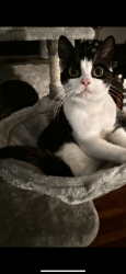 Lost Female Cat last seen Shelbiana/Millard area, Shelbiana, KY 41562