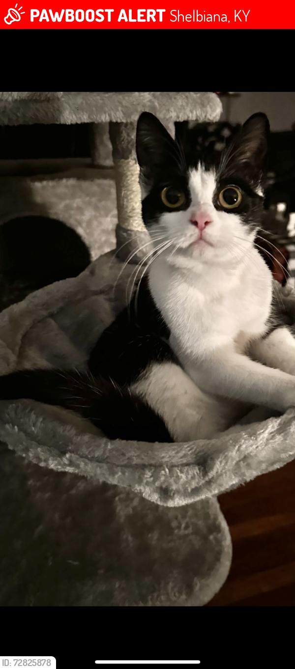 Lost Female Cat last seen Shelbiana/Millard area, Shelbiana, KY 41562