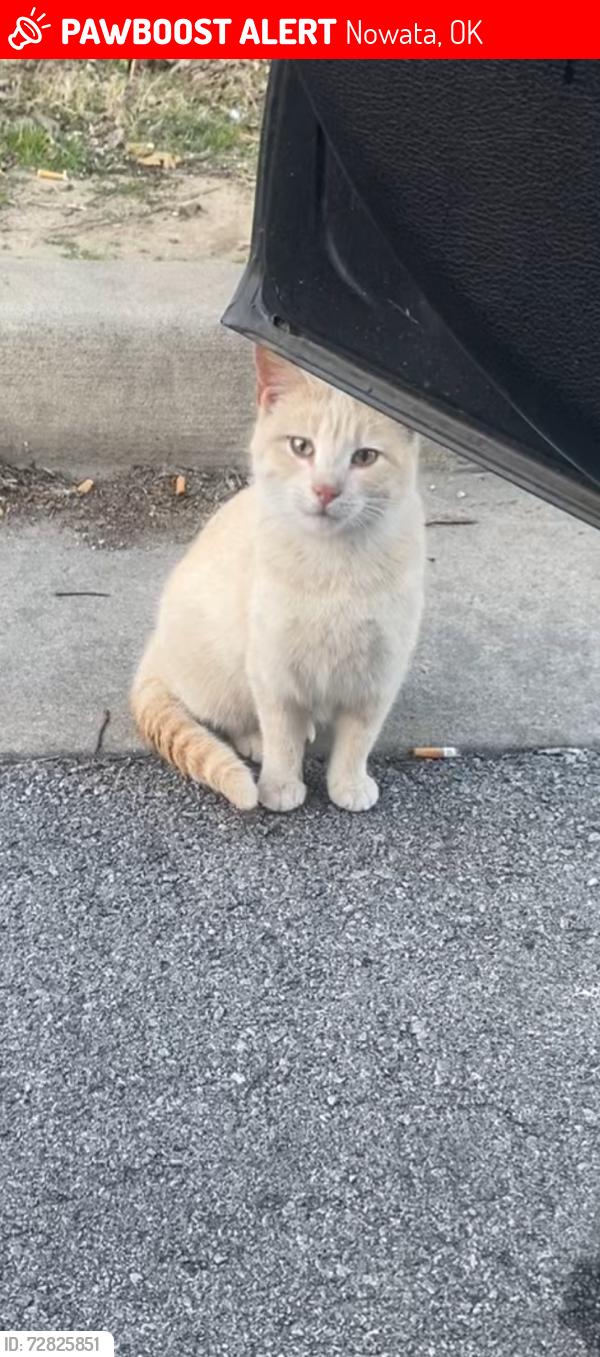 Lost Male Cat last seen Dollar General, H&R Block, Nowata, OK 74048