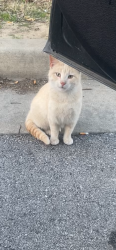 Lost Male Cat last seen Dollar General, H&R Block, Nowata, OK 74048