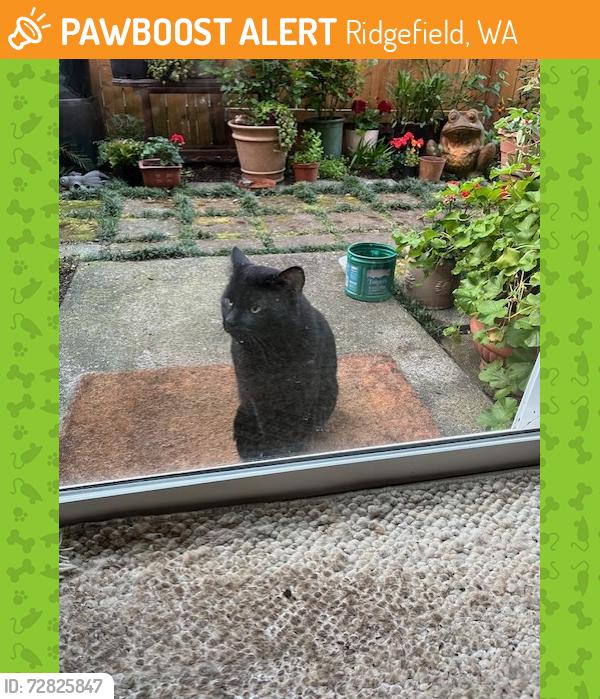 Found/Stray Unknown Cat last seen Nighthawk, Ridgefield, WA 98642