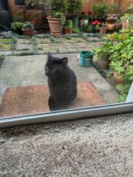 Found/Stray Unknown Cat last seen Nighthawk, Ridgefield, WA 98642