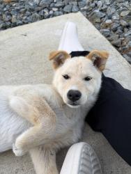 Lost Female Dog last seen Fresno Ave and Wasco Ave, Shafter, CA 93263
