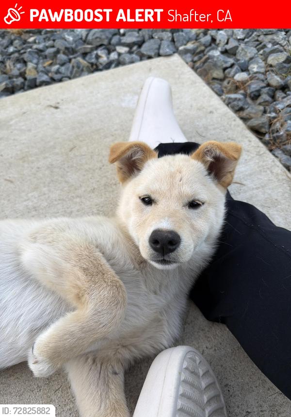Lost Female Dog last seen Fresno Ave and Wasco Ave, Shafter, CA 93263