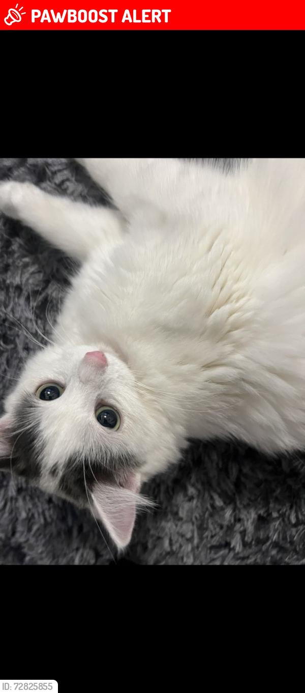 Lost Female Cat last seen Newsham, Benridge park , Northumberland, England NE24 4TQ