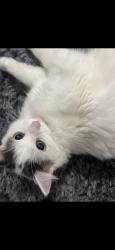 Lost Female Cat last seen Newsham, Benridge park , Northumberland, England NE24 4TQ
