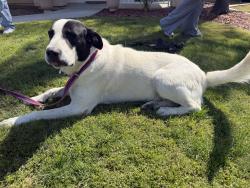 Found/Stray Male Dog last seen Seven falls/bonnie falls, Bakersfield, CA 93312