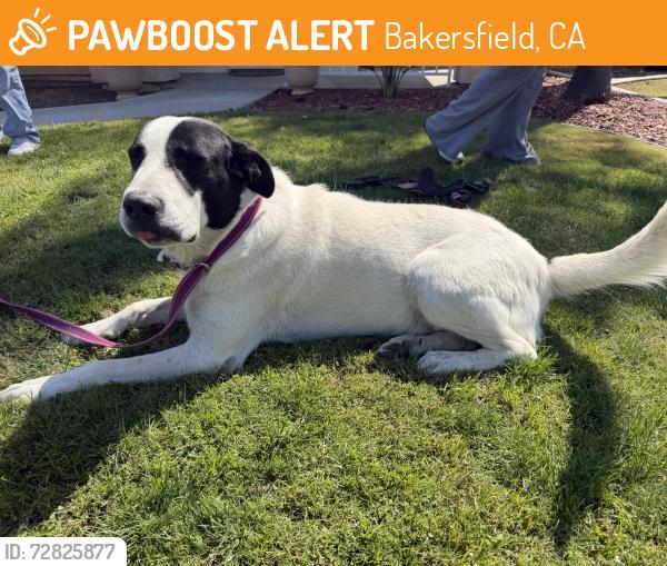 Found/Stray Male Dog last seen Seven falls/bonnie falls, Bakersfield, CA 93312