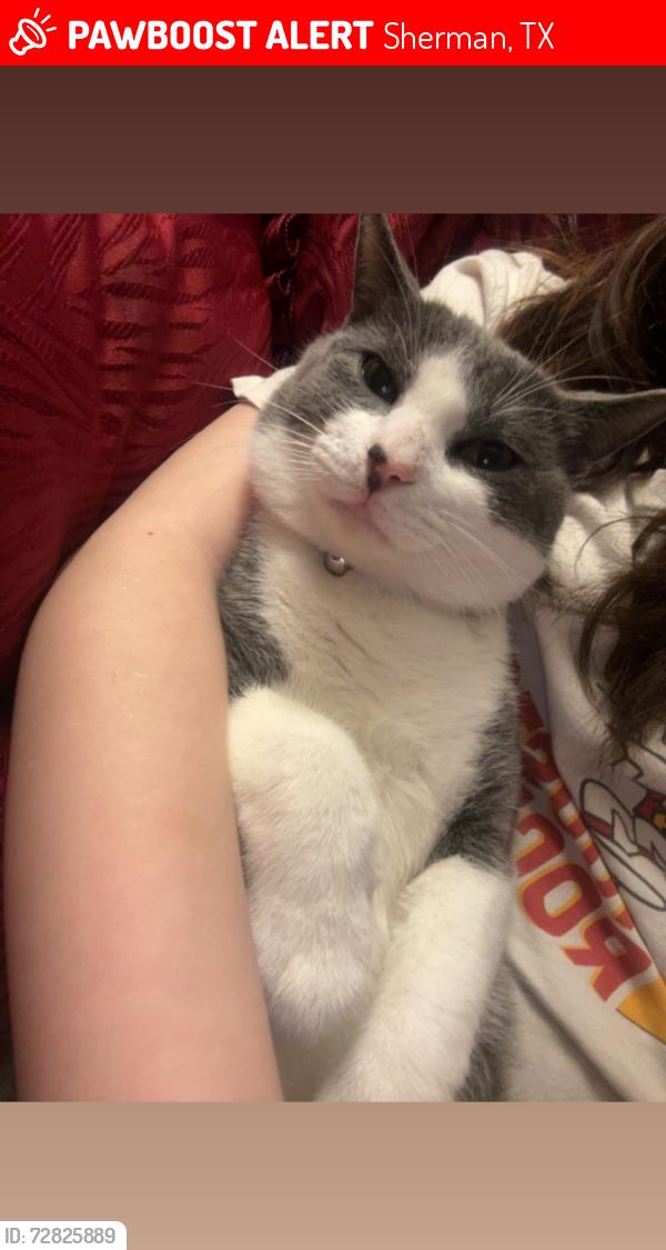 Lost Male Cat last seen Lamberth and Rex Cruise, Sherman, TX 75092