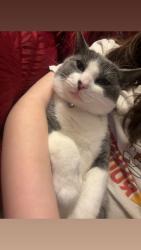 Lost Male Cat last seen Lamberth and Rex Cruise, Sherman, TX 75092