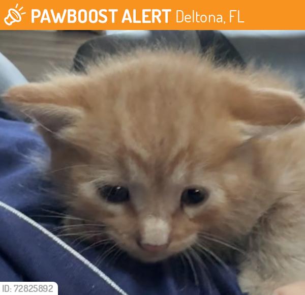 Found/Stray Male Cat last seen Kensington ests, Deltona, FL 32725