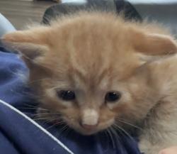 Found/Stray Male Cat last seen Kensington ests, Deltona, FL 32725