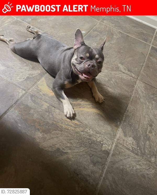 Lost Female Dog last seen Ashley Oaks Drive and Tracy Lynne, Memphis, TN 38125