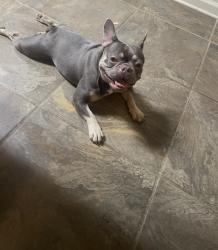 Lost Female Dog last seen Ashley Oaks Drive and Tracy Lynne, Memphis, TN 38125