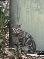 Found/Stray Unknown Cat last seen Delaney Avenue, Lake Cherokee Orlando, Orlando, FL 32801