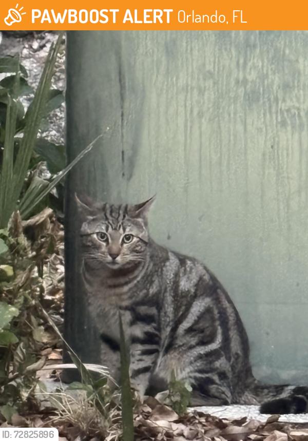 Found/Stray Unknown Cat last seen Delaney Avenue, Lake Cherokee Orlando, Orlando, FL 32801