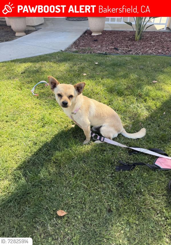 Lost Male Dog last seen Seven falls and Bonnie falls, Bakersfield, CA 93312