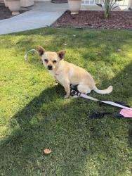 Lost Male Dog last seen Seven falls and Bonnie falls, Bakersfield, CA 93312