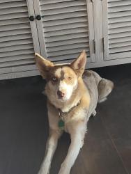 Lost Female Dog last seen Harry & Hydraulic , Wichita, KS 67211