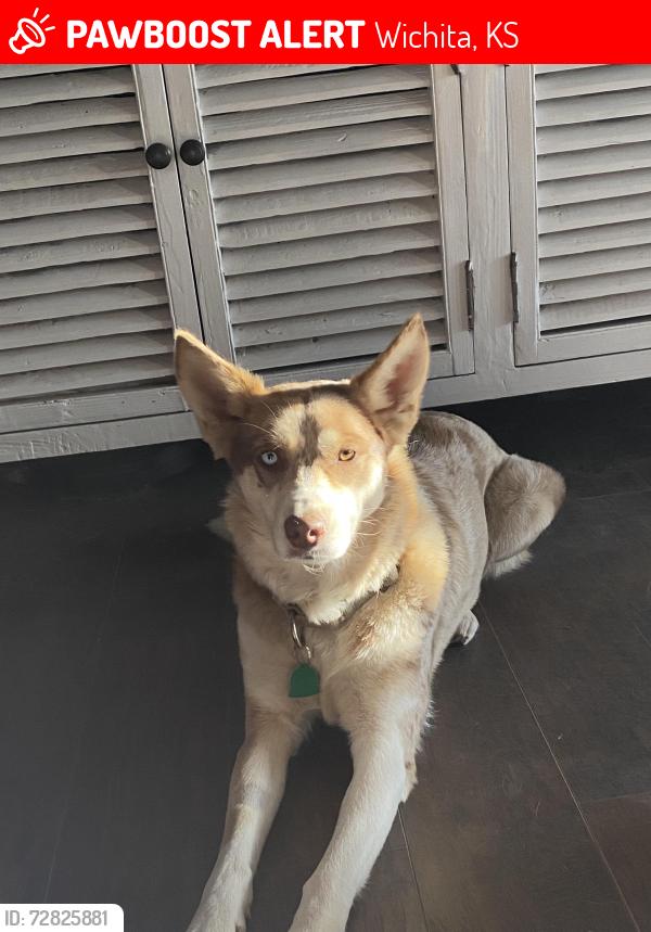 Lost Female Dog last seen Harry & Hydraulic , Wichita, KS 67211