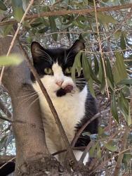 Found/Stray Male Cat last seen San Bernardino airport , San Bernardino, CA 92408