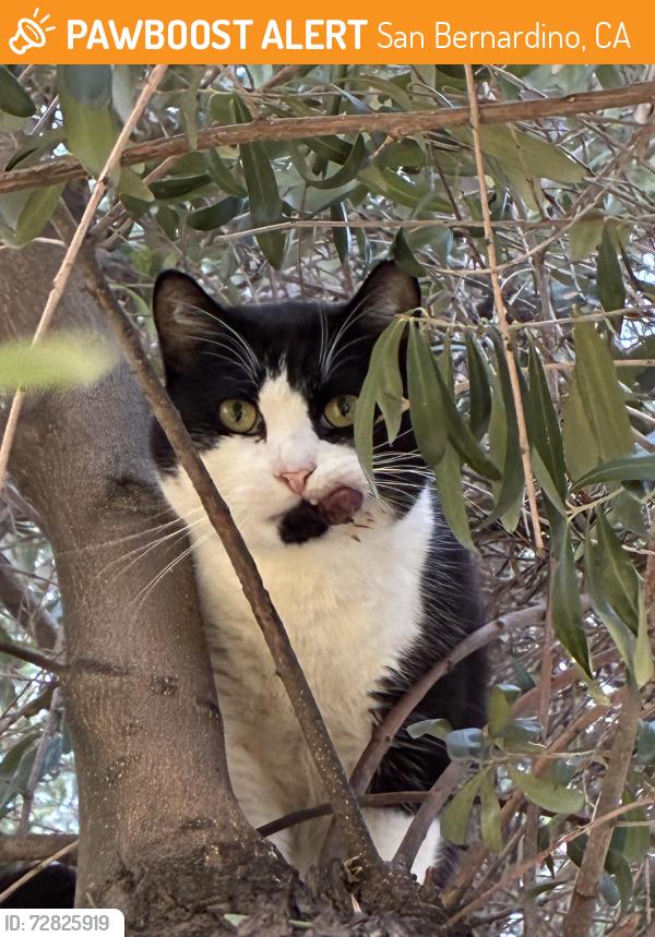 Found/Stray Male Cat last seen San Bernardino airport , San Bernardino, CA 92408