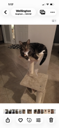 Lost Female Cat last seen Meadow breeze dr and big blue trace, Wellington, FL 33414