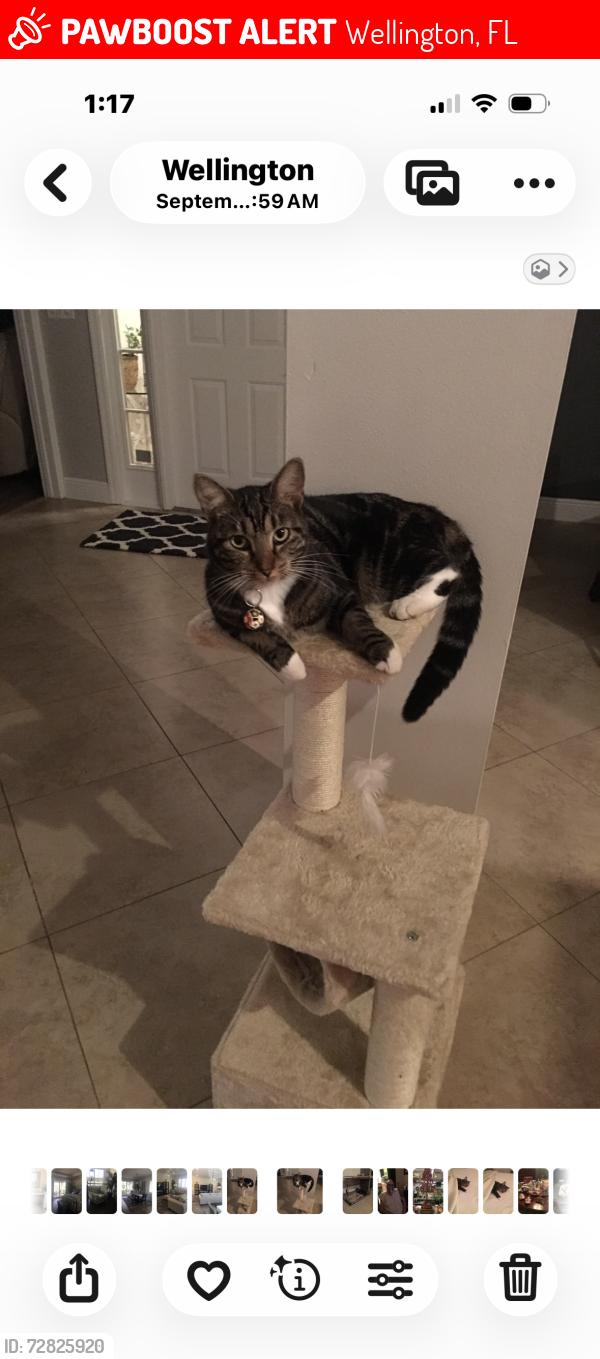 Lost Female Cat last seen Meadow breeze dr and big blue trace, Wellington, FL 33414