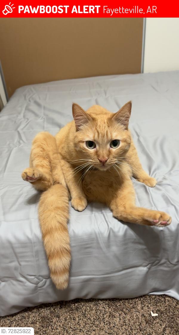 Lost Male Cat last seen Near trailer park beside the car wash off of Main, Fayetteville, AR 72704