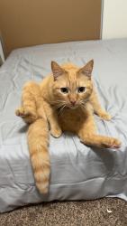 Lost Male Cat last seen Near trailer park beside the car wash off of Main, Fayetteville, AR 72704