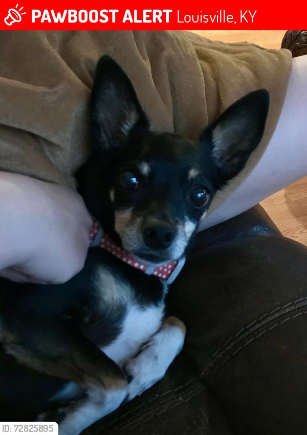 Lost Male Dog last seen Seneca Gardens , Louisville, KY 40205
