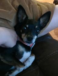 Lost Male Dog last seen Seneca Gardens , Louisville, KY 40205