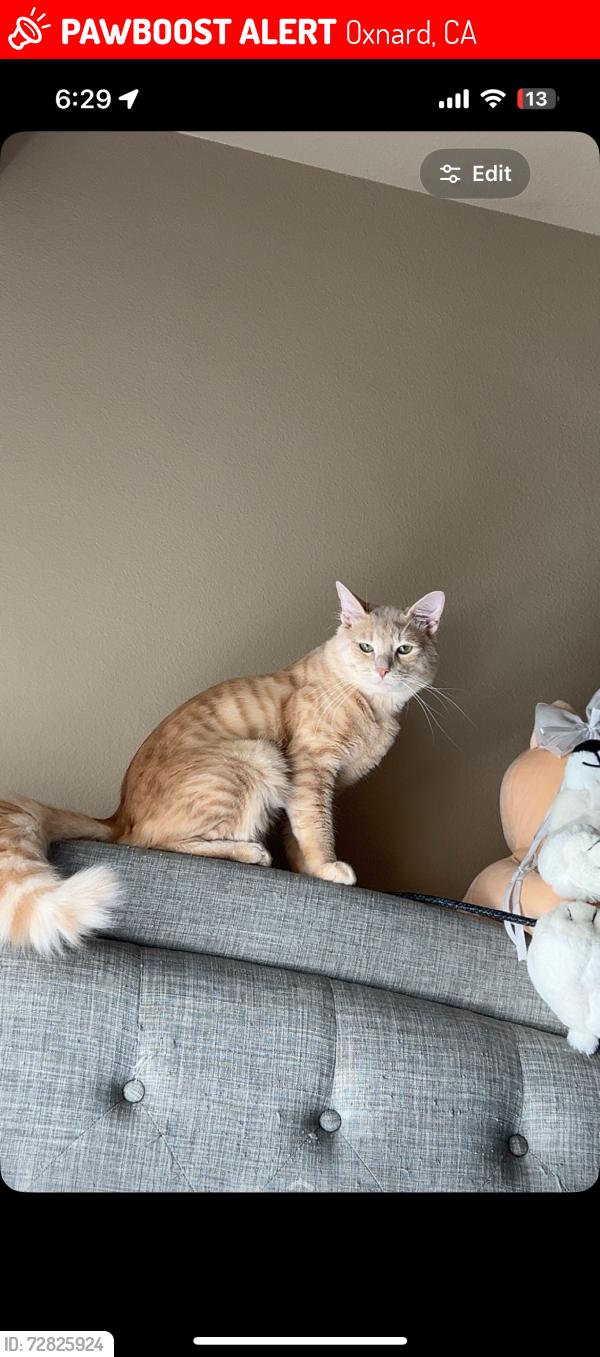 Lost Male Cat last seen ran away from , Oxnard, CA 93030