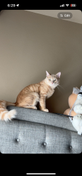 Lost Male Cat last seen ran away from , Oxnard, CA 93030