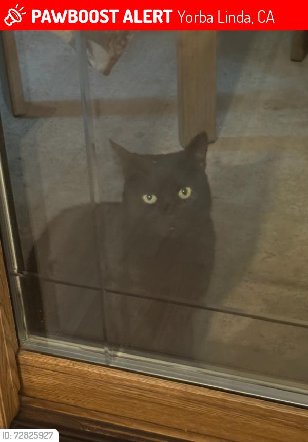 Lost Female Cat last seen Timber Ridge road, Yorba Linda, CA 92886