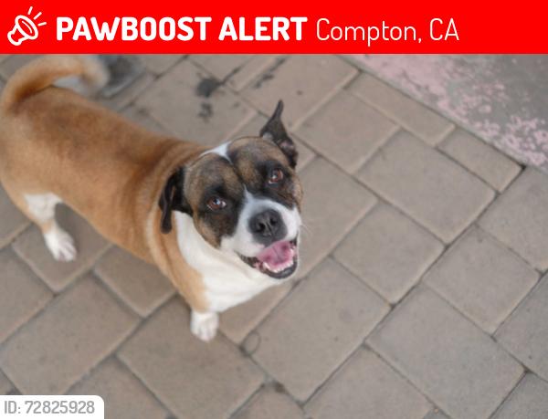 Lost Male Dog last seen Alondra, Compton, CA 90221