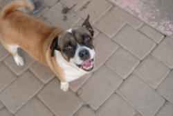 Lost Male Dog last seen Alondra, Compton, CA 90221