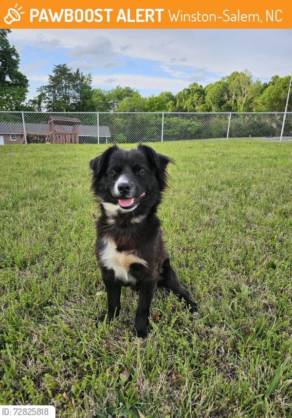 Found/Stray Male Dog last seen Teague Road , Winston-Salem, NC 27107
