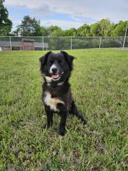 Found/Stray Male Dog last seen Teague Road , Winston-Salem, NC 27107