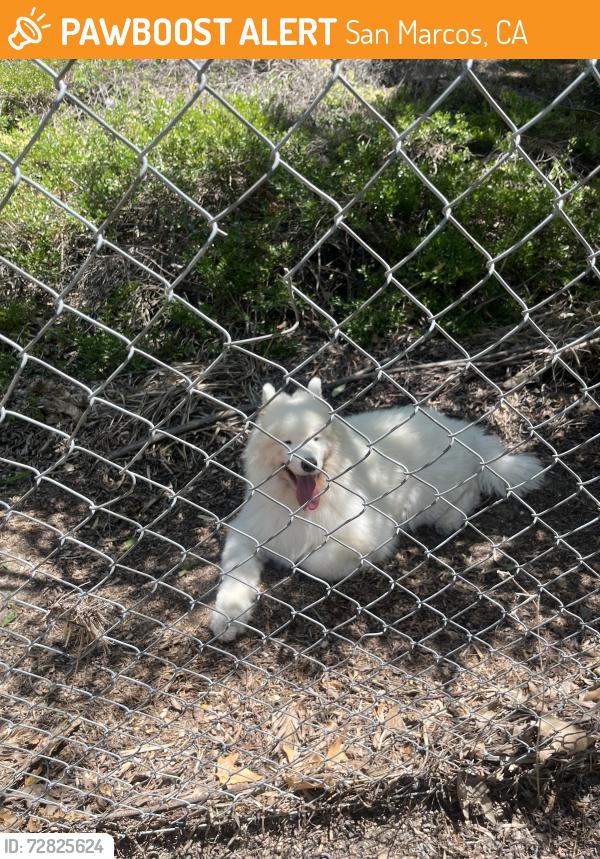 Found/Stray Unknown Dog last seen Adele ln , San Marcos, CA 92078