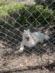 Found/Stray Unknown Dog last seen Adele ln , San Marcos, CA 92078