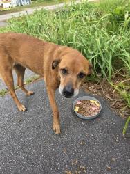Found/Stray Female Dog last seen 6th Ave Greenville SC , Greenville, SC 29611