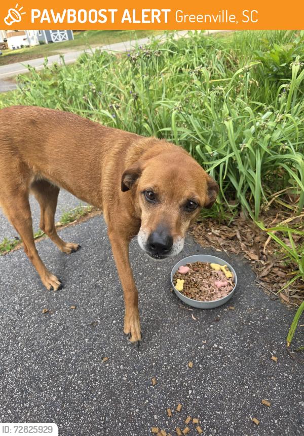 Found/Stray Female Dog last seen 6th Ave Greenville SC , Greenville, SC 29611