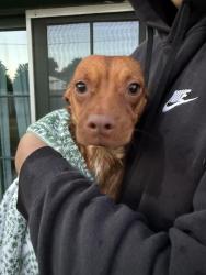 Found/Stray Male Dog last seen In front of like overholser, Bethany, OK 73008
