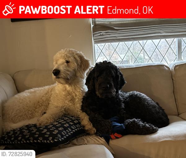 Lost Male Dog last seen Sorghum Mill between Sooner and Coltrane, Edmond, OK 73034