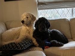 Lost Male Dog last seen Sorghum Mill between Sooner and Coltrane, Edmond, OK 73034