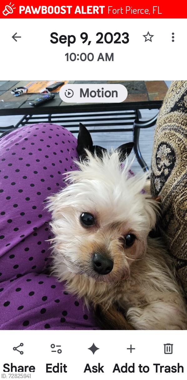 Lost Male Dog last seen Orange and jenkins, Fort Pierce, FL 34947
