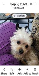 Lost Male Dog last seen Orange and jenkins, Fort Pierce, FL 34947